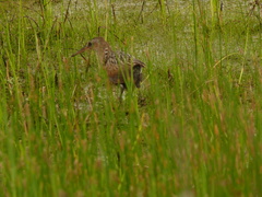 Rallus elegans × crepitans
