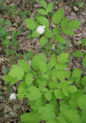 Actaea erythrocarpa