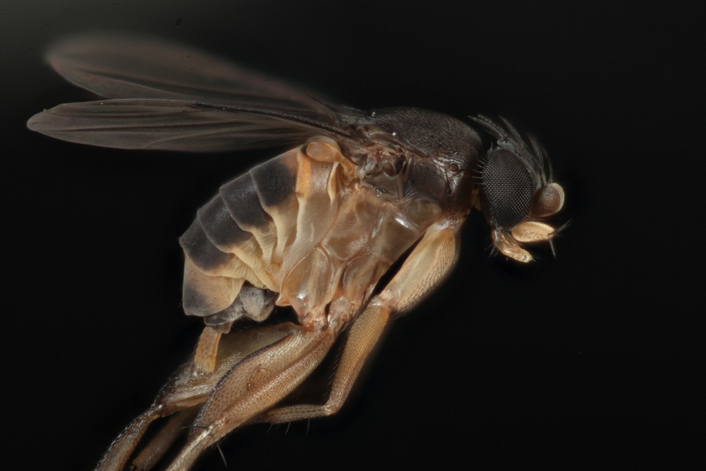 Dohrniphora cornuta
