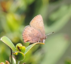 Callophrys augustinus iroides