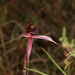 Caladenia branwhitei - Photo (c) Robert Humphries (Sydney), some rights reserved (CC BY-NC), uploaded by Robert Humphries (Sydney)