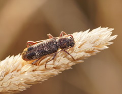 Phacodes