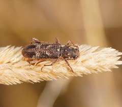 Phacodes