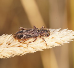 Phacodes