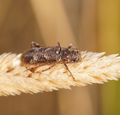 Phacodes