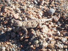 Phrynocephalus versicolor