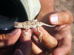 Phrynocephalus versicolor