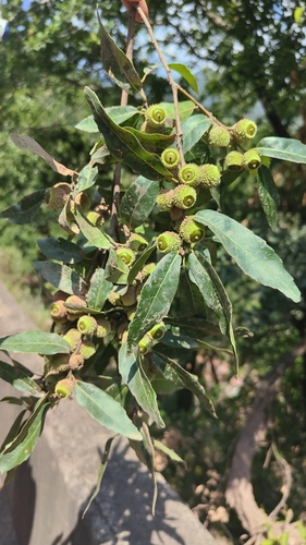 Yiwu Oak (Quercus yiwuensis)