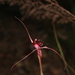Caladenia leptoclavia - Photo (c) Robert Humphries (Sydney), some rights reserved (CC BY-NC), uploaded by Robert Humphries (Sydney)