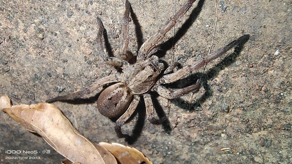 Lycosa from 中国云南省昆明市呈贡区 on November 19, 2022 at 0813 PM by 游 · iNaturalist