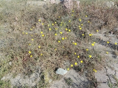 Launaea mucronata