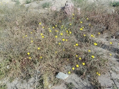 Launaea mucronata