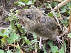 Pacific Jumping Mouse photo 2