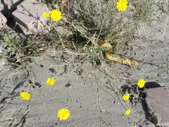 Launaea mucronata