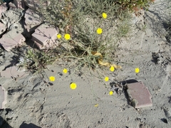 Launaea mucronata