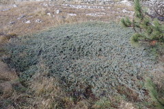 Juniperus communis hemisphaerica
