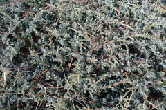 Juniperus communis hemisphaerica