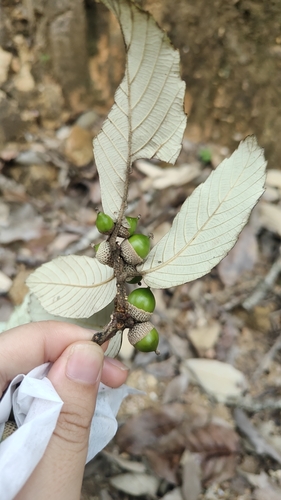 Quercus franchetii