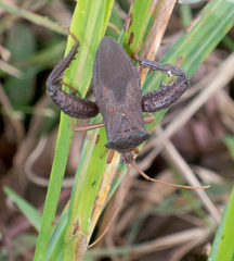 Acanthocephala bicoloripes