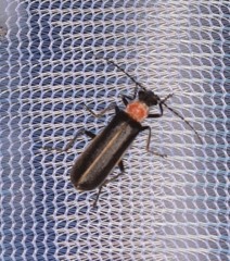 Podabrus quadratus