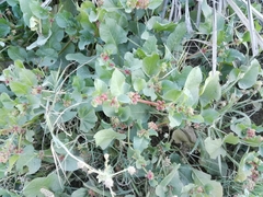 Rumex spinosus