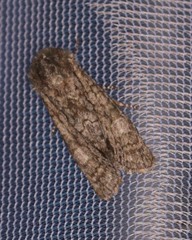 Copivaleria grotei