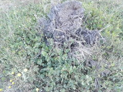 Rumex spinosus