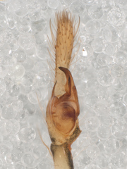 Lyssomanes antillanus