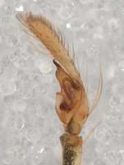 Lyssomanes antillanus