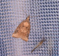 Platynota flavedana