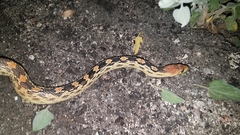 Pituophis vertebralis