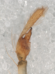 Lyssomanes antillanus