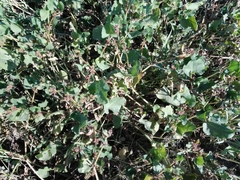 Rumex spinosus