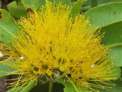 Xanthostemon paradoxus