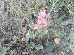 Rumex vesicarius