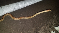 Pituophis vertebralis
