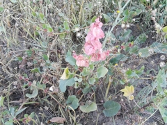 Rumex vesicarius