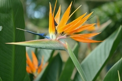 Strelitzia