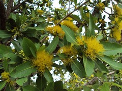 Xanthostemon paradoxus