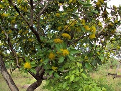 Xanthostemon paradoxus
