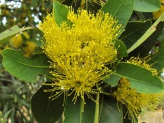 Xanthostemon paradoxus