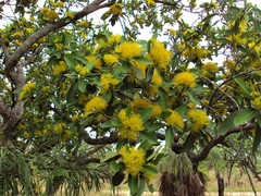 Xanthostemon paradoxus