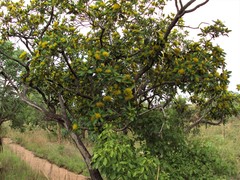 Xanthostemon paradoxus