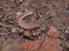 Polydesmus inconstans