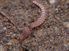 Polydesmus inconstans