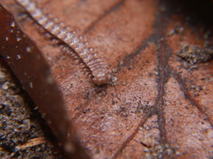 Polydesmus inconstans