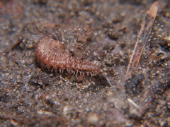 Polydesmus inconstans