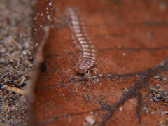 Polydesmus inconstans