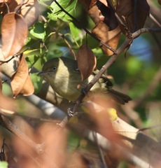 Vireo modestus