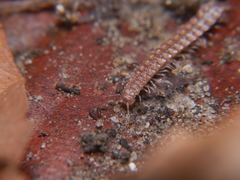 Polydesmus inconstans